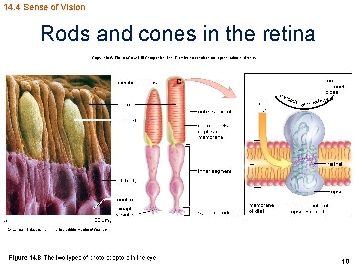 14. 4 Sense of Vision Rods and cones in the retina Copyright © The