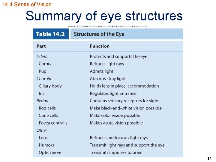 14. 4 Sense of Vision Summary of eye structures 11 