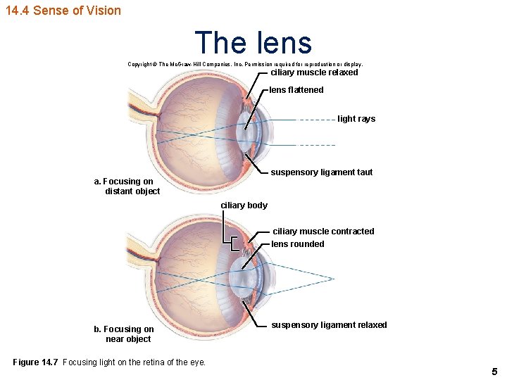 14. 4 Sense of Vision The lens Copyright © The Mc. Graw-Hill Companies, Inc.