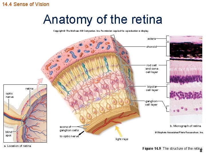 14. 4 Sense of Vision Anatomy of the retina Copyright © The Mc. Graw-Hill