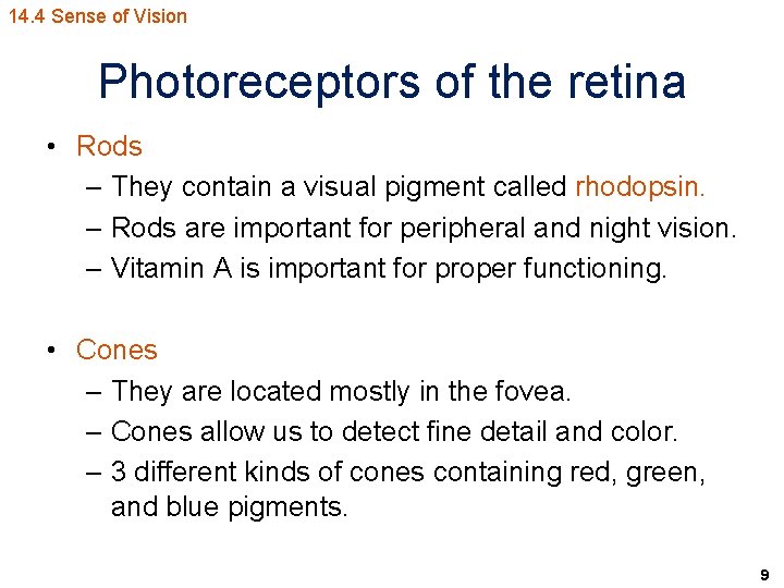 14. 4 Sense of Vision Photoreceptors of the retina • Rods – They contain