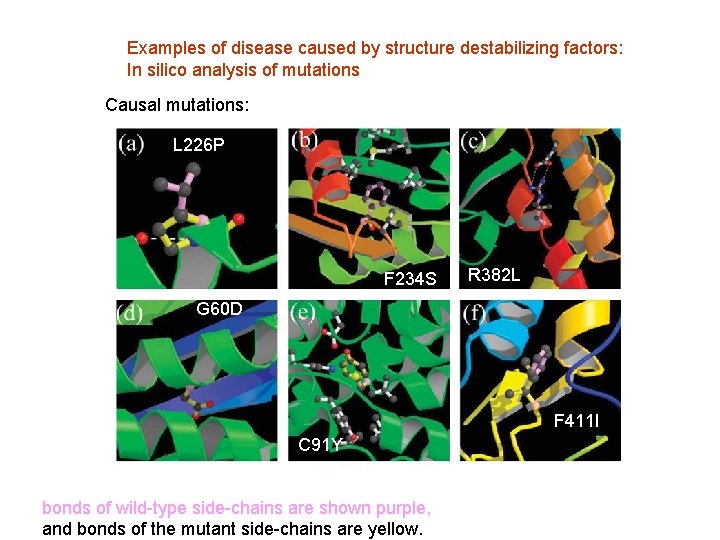 Examples of disease caused by structure destabilizing factors: In silico analysis of mutations Causal