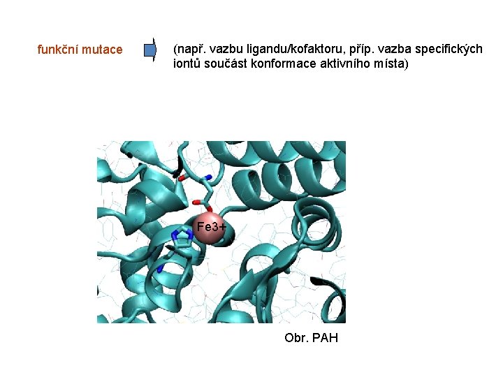 funkční mutace (např. vazbu ligandu/kofaktoru, příp. vazba specifických iontů součást konformace aktivního místa) Fe