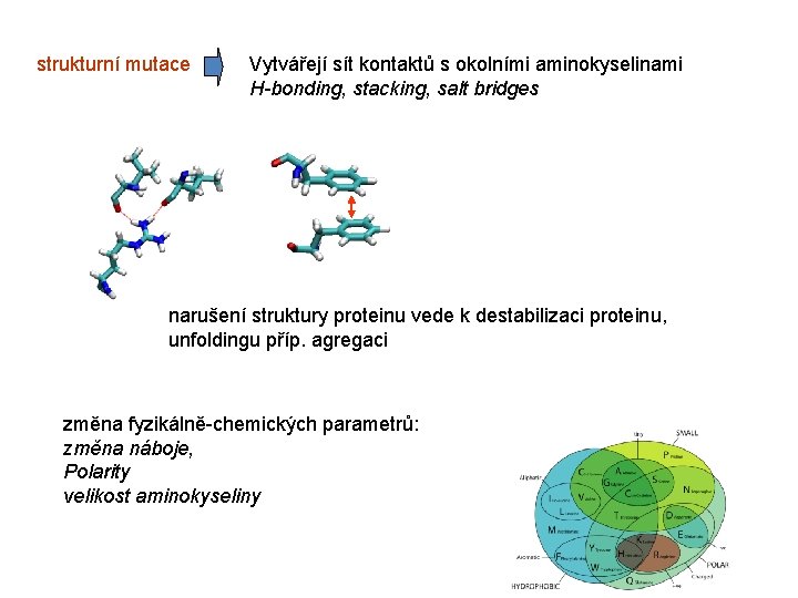 strukturní mutace Vytvářejí sít kontaktů s okolními aminokyselinami H-bonding, stacking, salt bridges narušení struktury