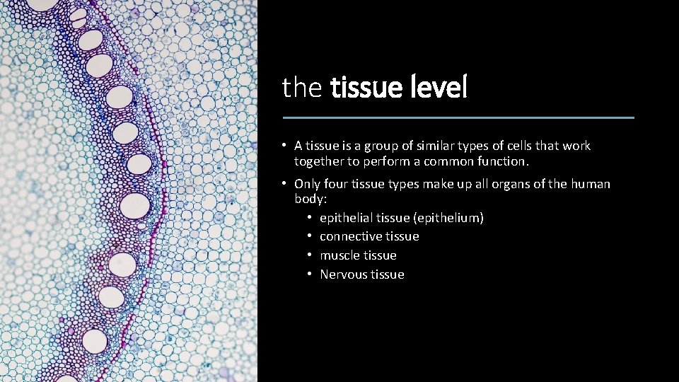 the tissue level • A tissue is a group of similar types of cells