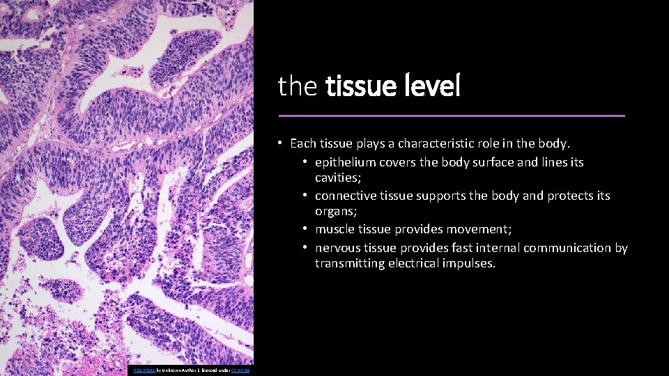 the tissue level • Each tissue plays a characteristic role in the body. •