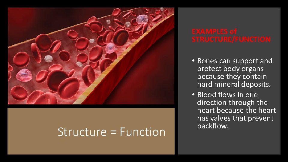 EXAMPLES of STRUCTURE/FUNCTION Structure = Function • Bones can support and protect body organs