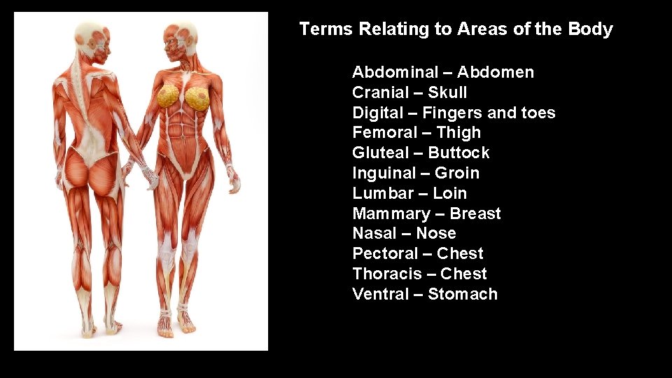 Terms Relating to Areas of the Body Abdominal – Abdomen Cranial – Skull Digital