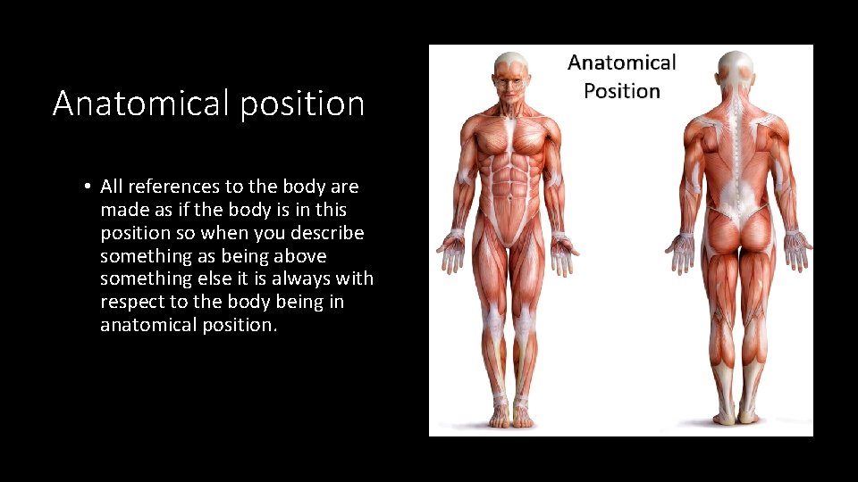 Anatomical position • All references to the body are made as if the body