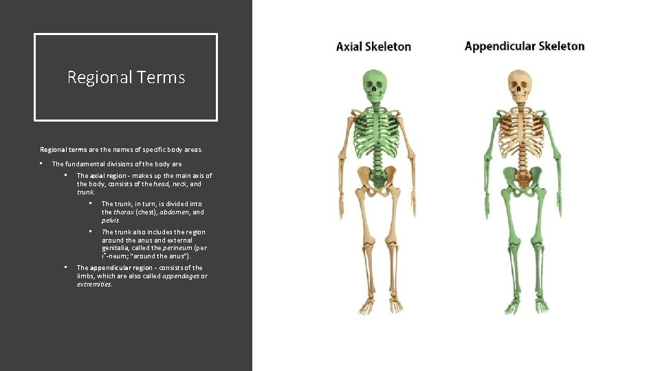 Regional Terms Regional terms are the names of specific body areas. • The fundamental