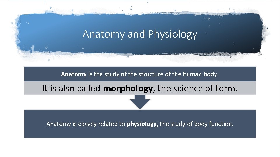 Anatomy and Physiology Anatomy is the study of the structure of the human body.