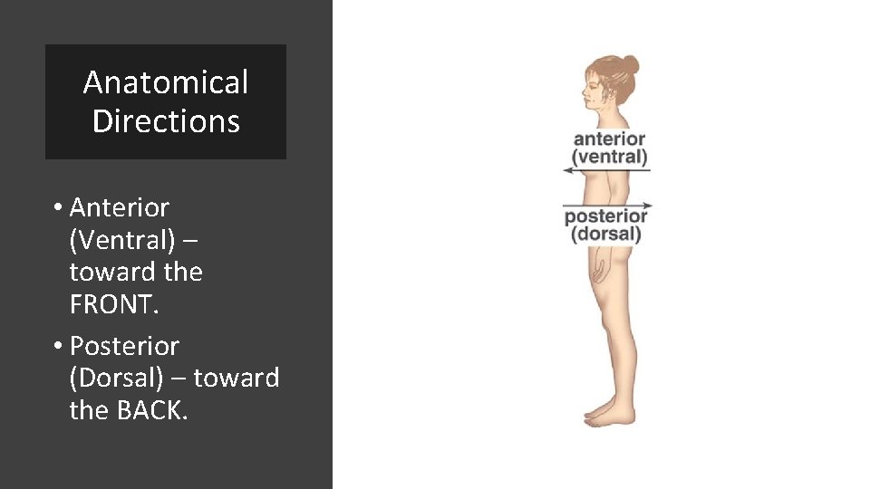 Anatomical Directions • Anterior (Ventral) – toward the FRONT. • Posterior (Dorsal) – toward