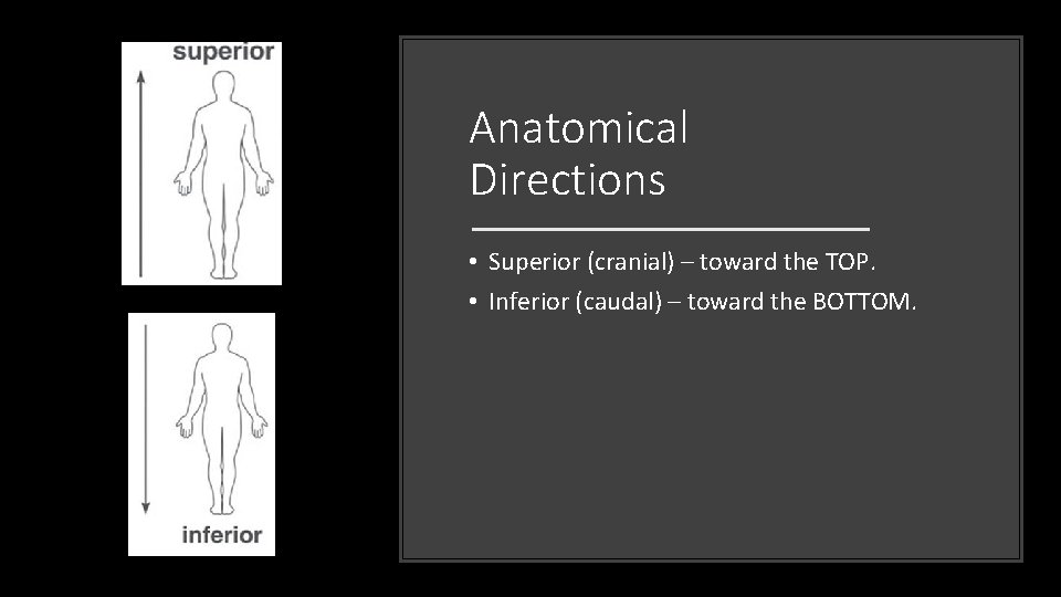 Anatomical Directions • Superior (cranial) – toward the TOP. • Inferior (caudal) – toward