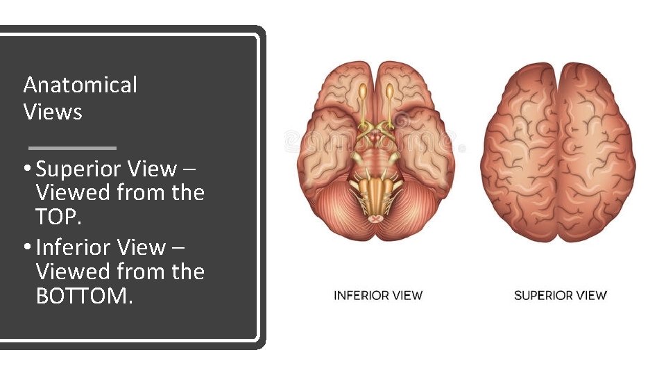 Anatomical Views • Superior View – Viewed from the TOP. • Inferior View –