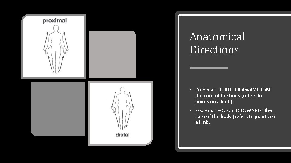 Anatomical Directions • Proximal – FURTHER AWAY FROM the core of the body (refers