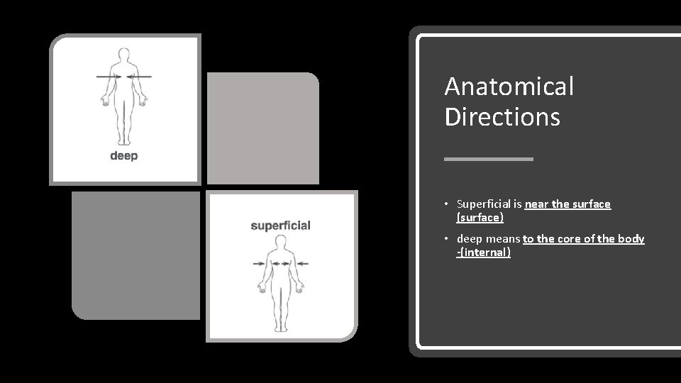 Anatomical Directions • Superficial is near the surface (surface) • deep means to the