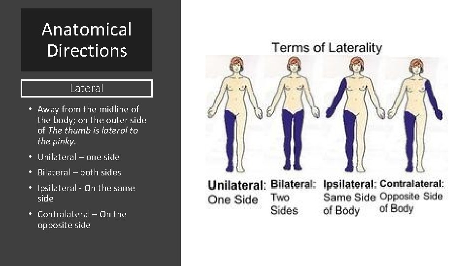 Anatomical Directions Lateral • Away from the midline of the body; on the outer