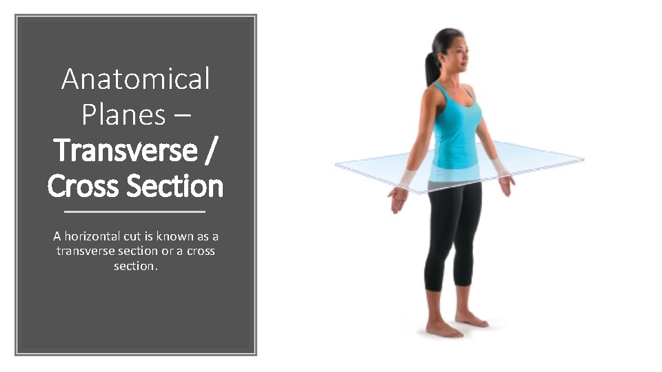 Anatomical Planes – Transverse / Cross Section A horizontal cut is known as a