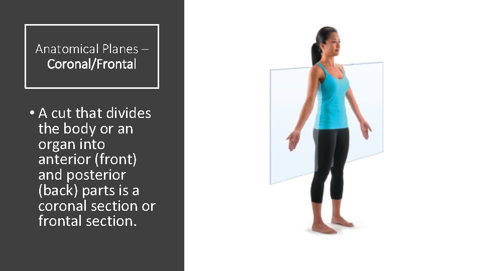 Anatomical Planes – Coronal/Frontal • A cut that divides the body or an organ