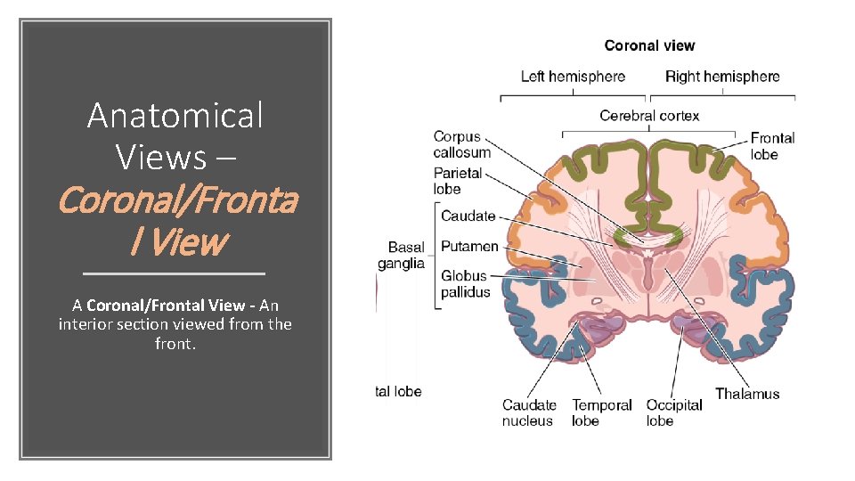 Anatomical Views – Coronal/Fronta l View A Coronal/Frontal View - An interior section viewed