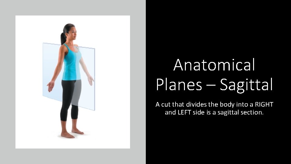 Anatomical Planes – Sagittal A cut that divides the body into a RIGHT and