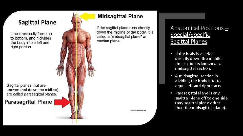 Anatomical Positions – Special/Specific Sagittal Planes • If the body is divided directly down