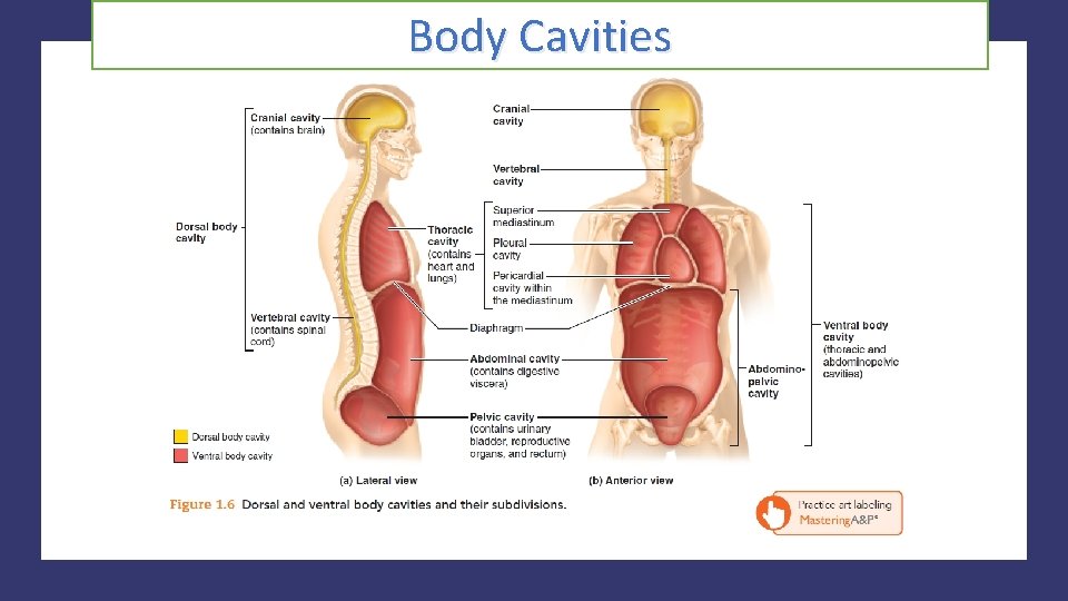 Body Cavities 