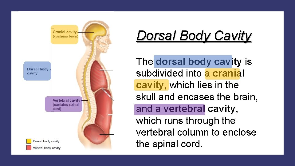 Dorsal Body Cavity The dorsal body cavity is subdivided into a cranial cavity, which