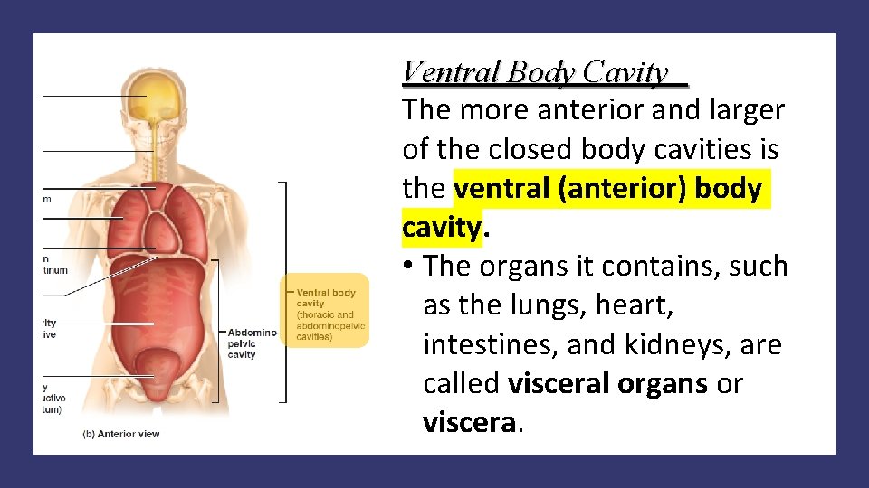 Ventral Body Cavity The more anterior and larger of the closed body cavities is