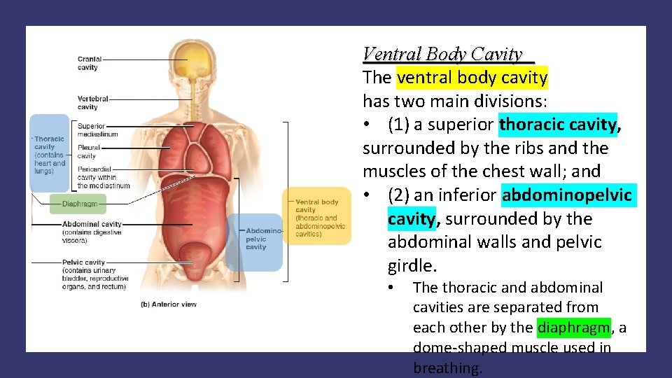 Ventral Body Cavity The ventral body cavity has two main divisions: • (1) a