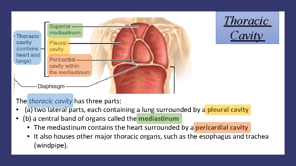 Thoracic Cavity The thoracic cavity has three parts: • (a) two lateral parts, each