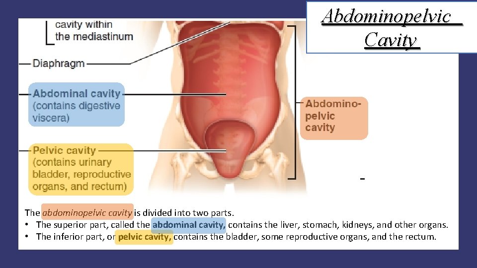 Abdominopelvic Cavity The abdominopelvic cavity is divided into two parts. • The superior part,