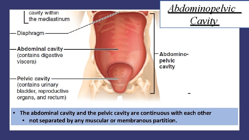 Abdominopelvic Cavity • The abdominal cavity and the pelvic cavity are continuous with each