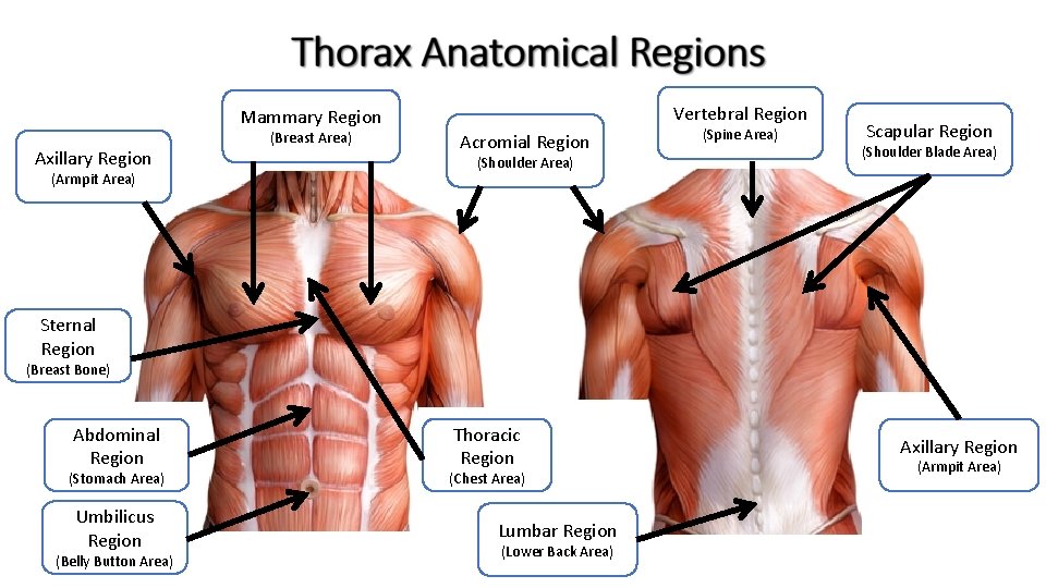 Vertebral Region Mammary Region Axillary Region (Armpit Area) (Breast Area) Acromial Region (Shoulder Area)