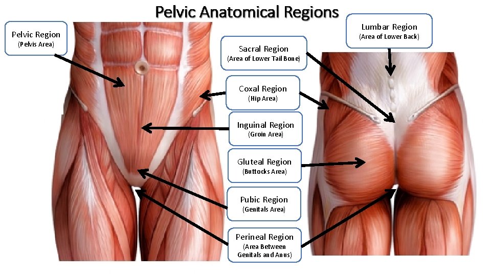 Lumbar Region Pelvic Region (Pelvis Area) (Area of Lower Back) Sacral Region (Area of