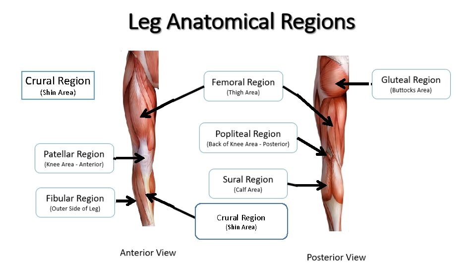 Crural Region (Shin Area) 