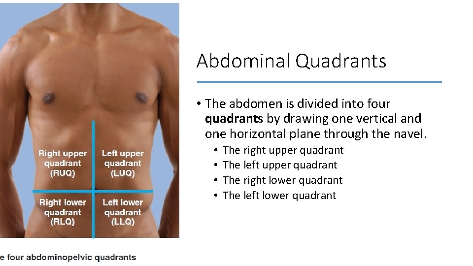 Abdominal Quadrants • The abdomen is divided into four quadrants by drawing one vertical