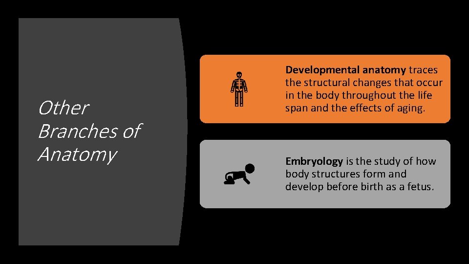 Other Branches of Anatomy Developmental anatomy traces the structural changes that occur in the