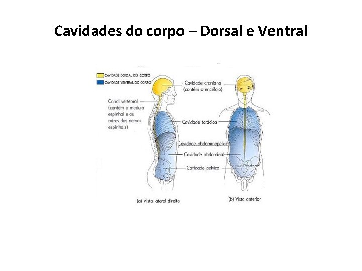 Cavidades do corpo – Dorsal e Ventral 