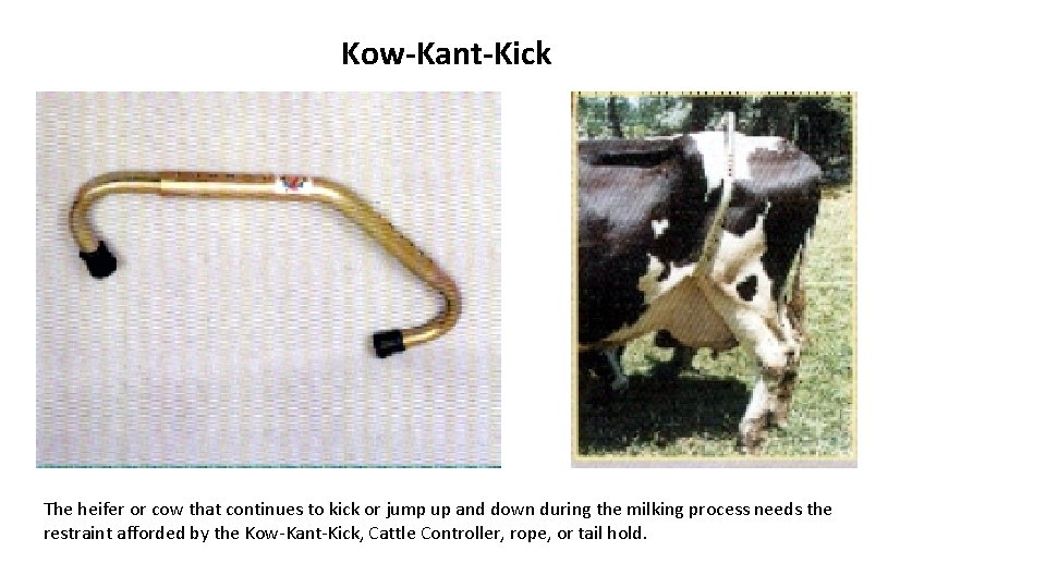 Kow-Kant-Kick The heifer or cow that continues to kick or jump up and down