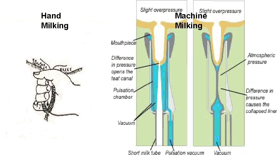 Hand Milking Machine Milking 