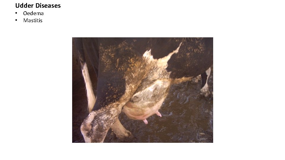 Udder Diseases • Oedema • Mastitis Udder Diseases • Oedema • Mastitis