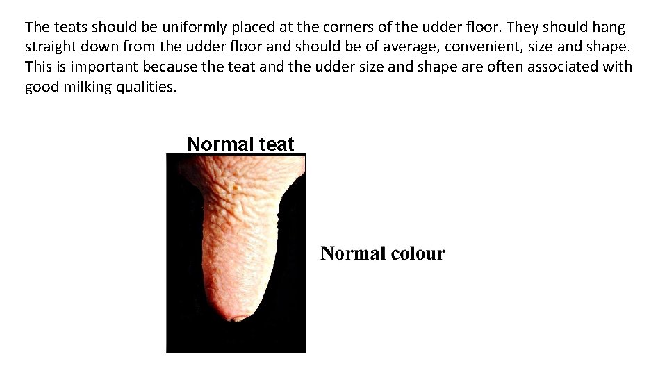 The teats should be uniformly placed at the corners of the udder floor. They The teats should be uniformly placed at the corners of the udder floor. They