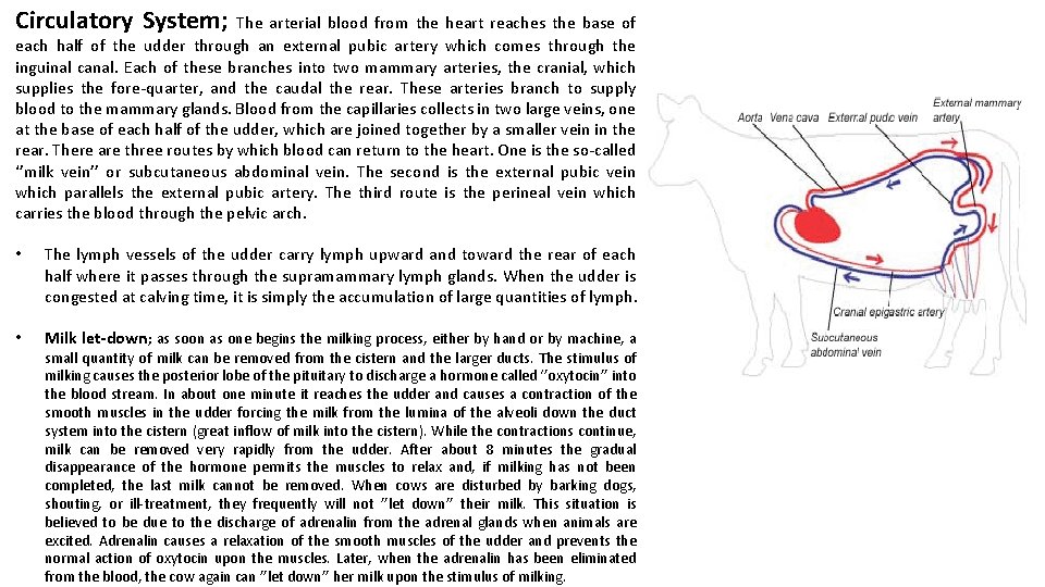 Circulatory System; The arterial blood from the heart reaches the base of each half