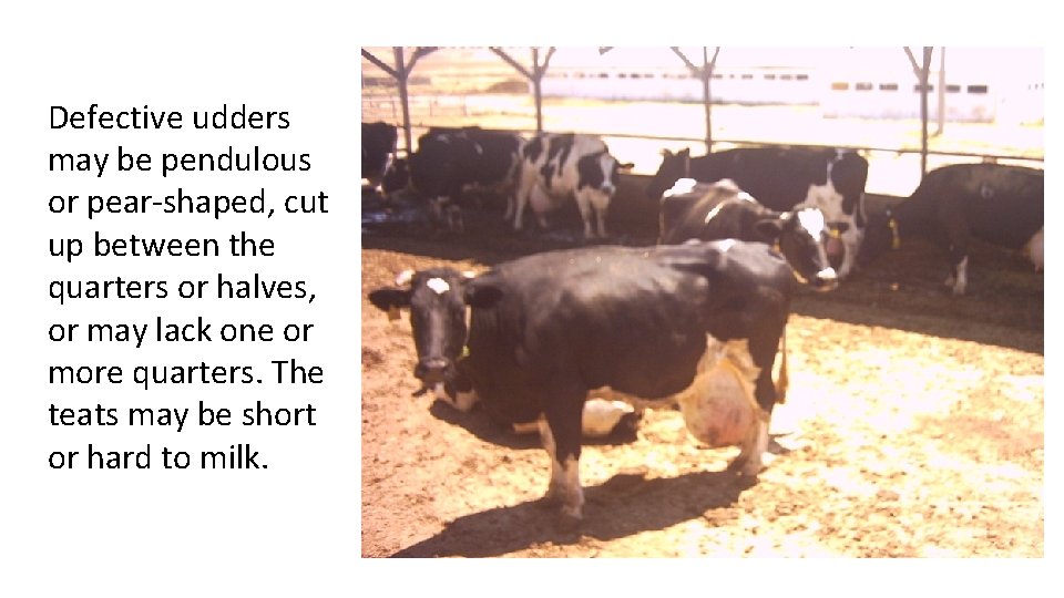 Defective udders may be pendulous or pear-shaped, cut up between the quarters or halves, Defective udders may be pendulous or pear-shaped, cut up between the quarters or halves,