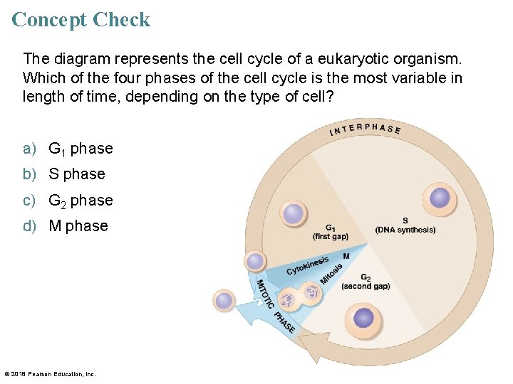Concept Check The diagram represents the cell cycle of a eukaryotic organism. Which of