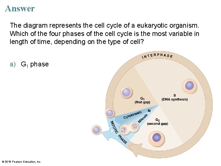 Answer The diagram represents the cell cycle of a eukaryotic organism. Which of the