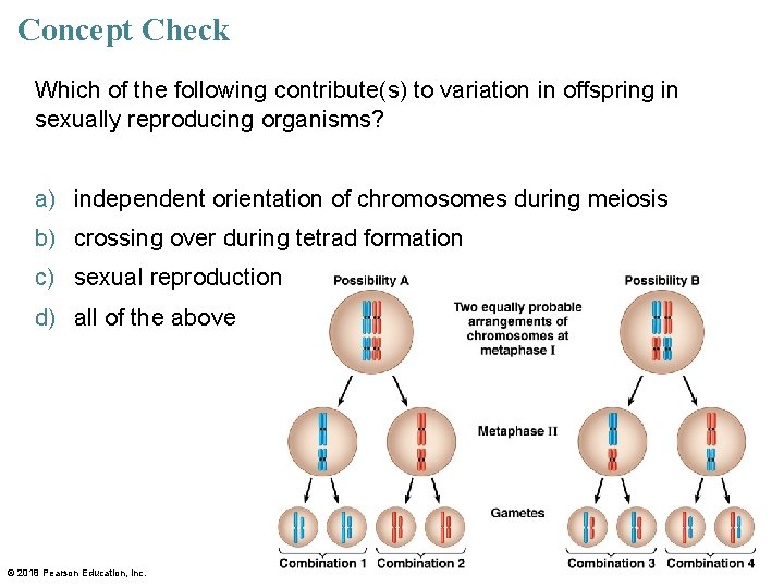 Concept Check Which of the following contribute(s) to variation in offspring in sexually reproducing