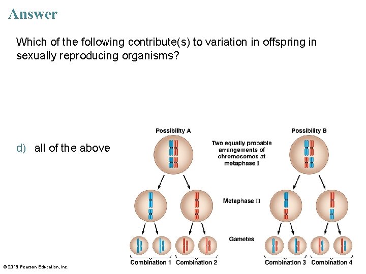 Answer Which of the following contribute(s) to variation in offspring in sexually reproducing organisms?