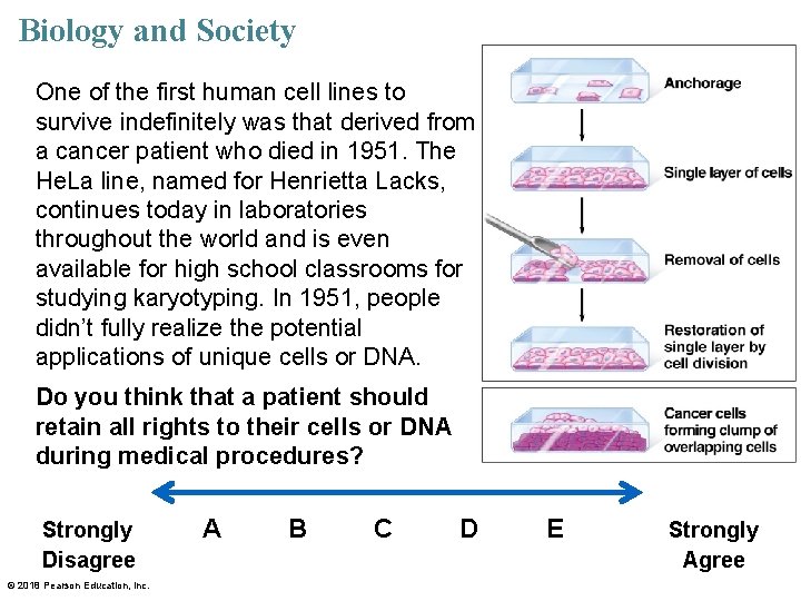 Biology and Society One of the first human cell lines to survive indefinitely was
